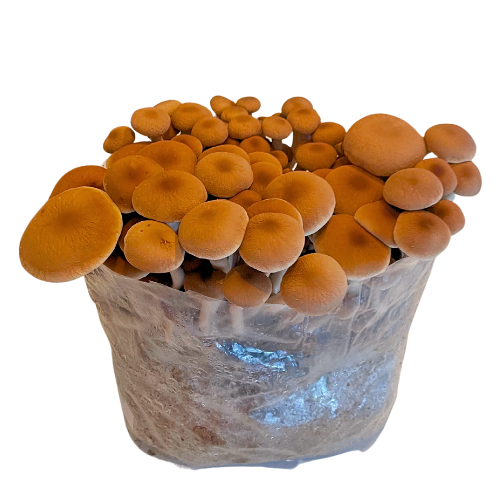 Panier pour champignons lux - vente online